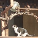 달과고양이 이미지