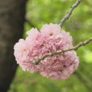 대한민국 구석구석...큰마님과 길을나선 인천 차이나타운...자유공원 연분홍빛 왕벚꿏 투어... 이미지