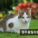 경주 풀빌라 몽펜션 이미지