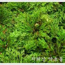 허준약초골 이미지