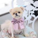 패션그루머 이미지