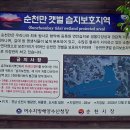 순천만 숲1 이미지