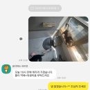 라온캣독 펫 살롱 광주점 | 13일간의 대장정 똘이와 여시의 라온캣독 정복기😎 (Feat. 똘이의 왈왈쑈)