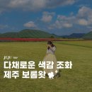보롬제주 | 제주 동쪽 여행 보롬왓 9월 10월 사루비아 맨드라미