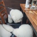 강아지 마을 이미지