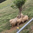 한우사랑목장 이미지