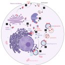 Re: Autophagosome Biogenesis - 2023년 cells 최신논문 이미지