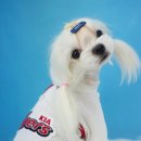 아지펫살롱 이미지