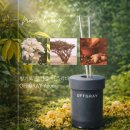 아침을 깨우는 아로마 테라피 | 오프그레이 아로마디퓨저 후기｜스파이시한 향이 기운을 깨우는 순간
