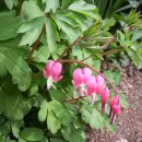 골안목장 이미지