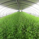 미인만들기 이미지