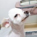 페츠온동물병원 이미지