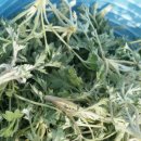 고요농장 이미지