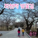 삼남면작천정운동장 운동시설 | 울산 울주군 언양 작천정 벚꽃축제 수남벚꽃길 (주차)