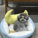 나밍밍 강아지네 이미지