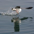 명품 갈매기 이미지