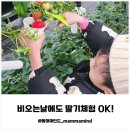 동지농장 | 용인 아이와 가볼만한 곳 추천｜비오는 날도 OK! ‘포레스트벨’ 딸기, 동물먹이주기체험 후기