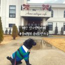 안나애견 | [태안/애견동반] 이국적인 박물관 같은 &#34;안나앤틱카페&#34;