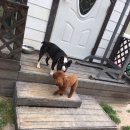 알로하도그 이미지