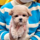 LOVING PET 이미지