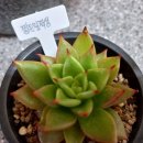 왕다육