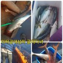 뉴대양호