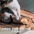 고양이도반한생선구이 네이버블로그