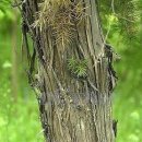 드라이진 원료 주니퍼베리(Juniper berry) 이미지