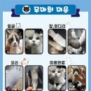 함께냥 대전점 이미지