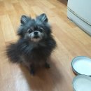 꼬마애견 이미지