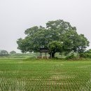 도룡마을 이미지