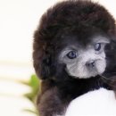 카니쉬펫 | 토이푸들분양 귀여움에 심장이 쿵!!