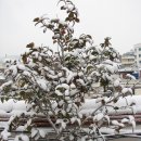 부산의 저희집 옥상정원에 눈이 왔어요. 이미지