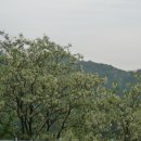 ㅇ 편백나무(히노끼) 인테리어 이미지