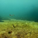 블루오션스킨스쿠버 이미지