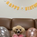 홍경태동물의료원 이미지