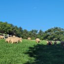 유연목장 | 남해아이랑가볼만한곳 4월 남해가볼만한곳 남해상상양떼목장편백숲 후기