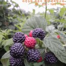 송진농장 이미지