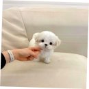 이소퍼피 강아지 남양주점 | 안산강아지분양샵 퍼피에몽에서 건강한 반려견 입양 후기