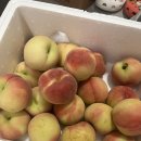 초록산마루농장 | 복숭아 광인의 도장깨기(feat.농라)