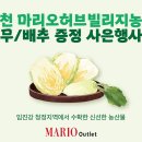 마리오