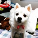 루시몽 | 15.04.11-04.17 투깽이의 일상_ 도란도란,촬영,루시몽,두산이 미쳤다