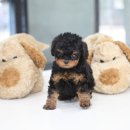 곱슬곱슬 이미지