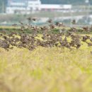 황금밥상 이미지