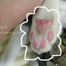 고양이 발바닥 이미지