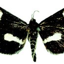 검은들로 이미지