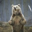 곰탱이 Daum카페