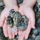 고창바지락칼국수 이미지