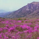 제11차 산행 ' 비슬산' (07/04/29) 공지 이미지