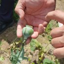 해경농장 이미지